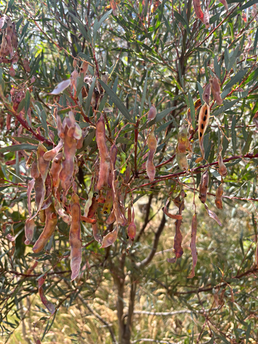 Acacia kettlewelliae, 2026-01-21