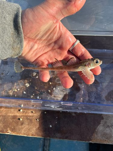 Blacktip poacher (Xeneretmus latifrons) — Agonidae — 2