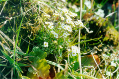 Draba fladnizensis