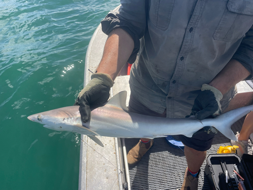 Milk shark (Rhizoprionodon acutus) — Carcharhinidae