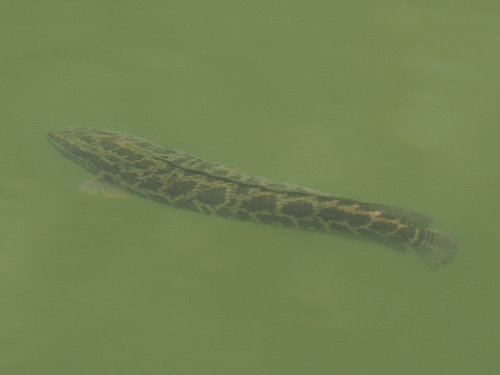Northern snakehead (Channa argus) — Channidae — 5