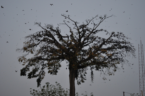 Straw-coloured Fruit Bat