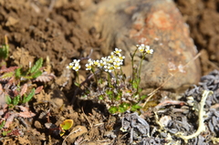 Draba fladnizensis