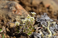 Draba fladnizensis