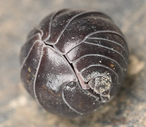 Common Pill Woodlouse
