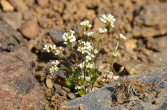 Draba fladnizensis