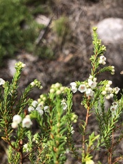 Erica subdivaricata
