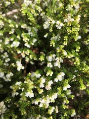 Erica subdivaricata