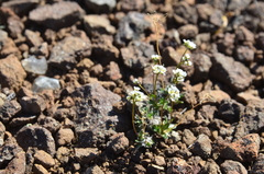 Draba fladnizensis