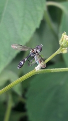 Dioprosopa clavata