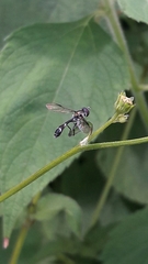 Dioprosopa clavata