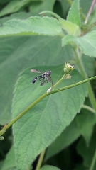 Dioprosopa clavata