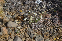 Draba fladnizensis
