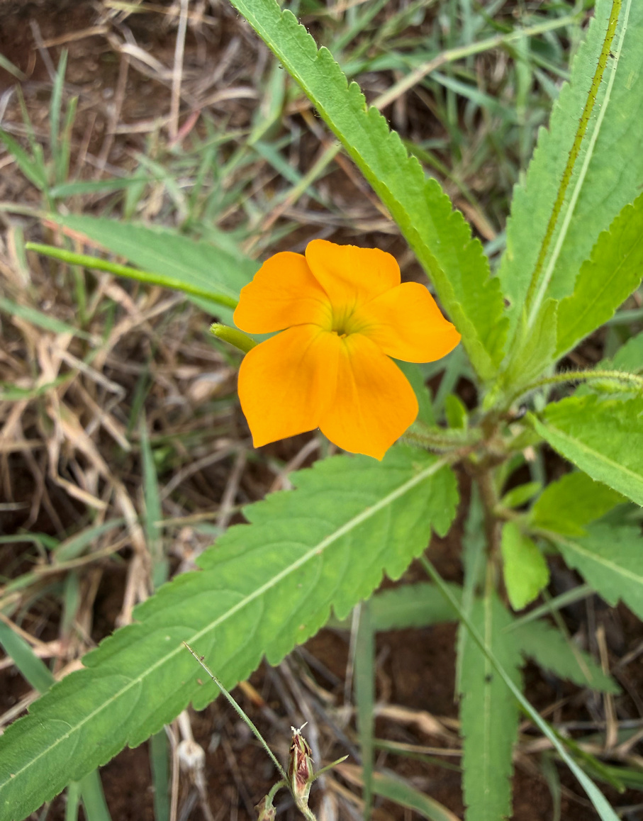 Lion's Eye (Tricliceras glanduliferum)
