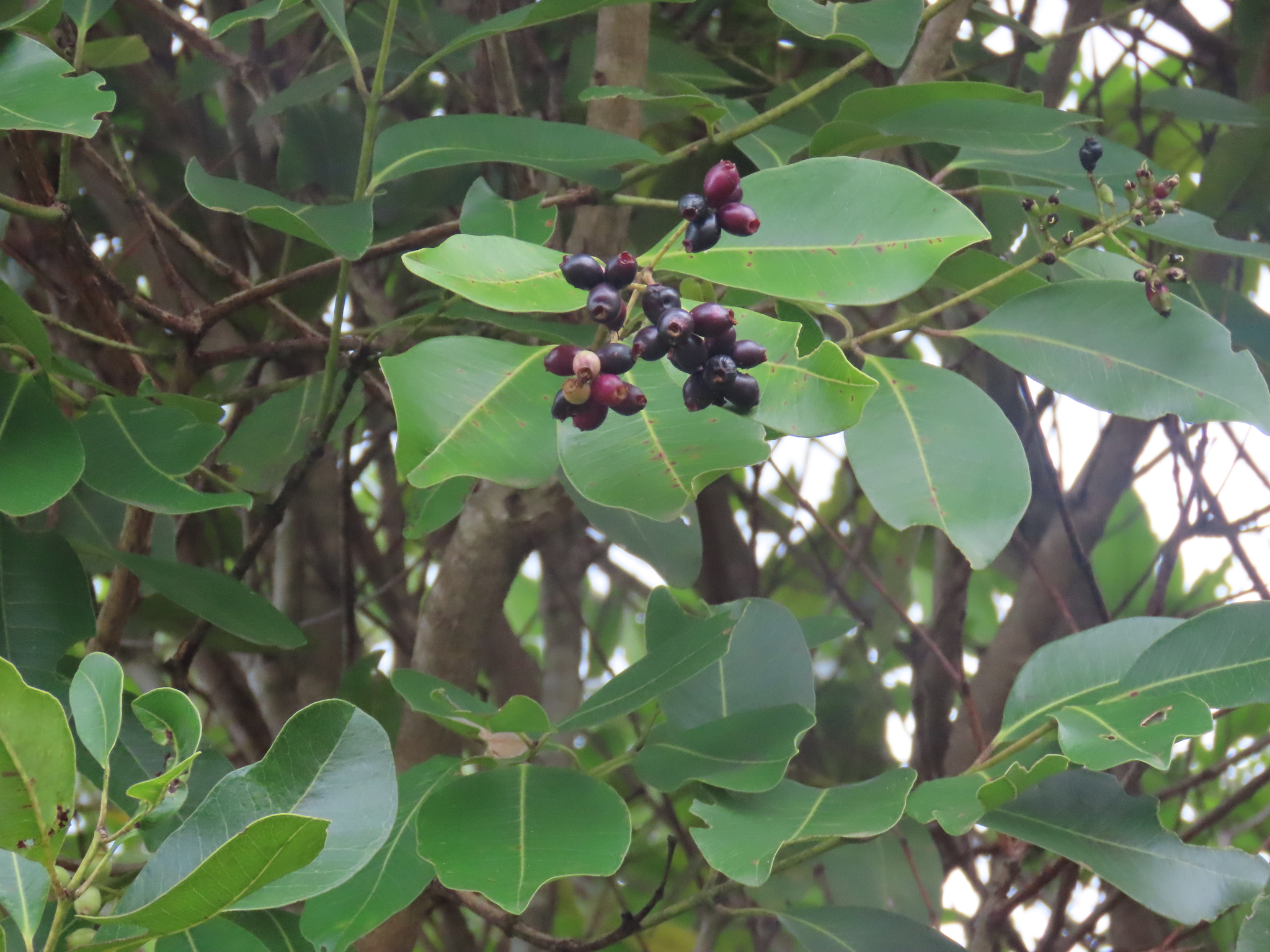 Syzygium guineense