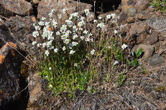 Draba fladnizensis