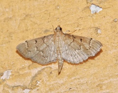 Herpetogramma rudis
