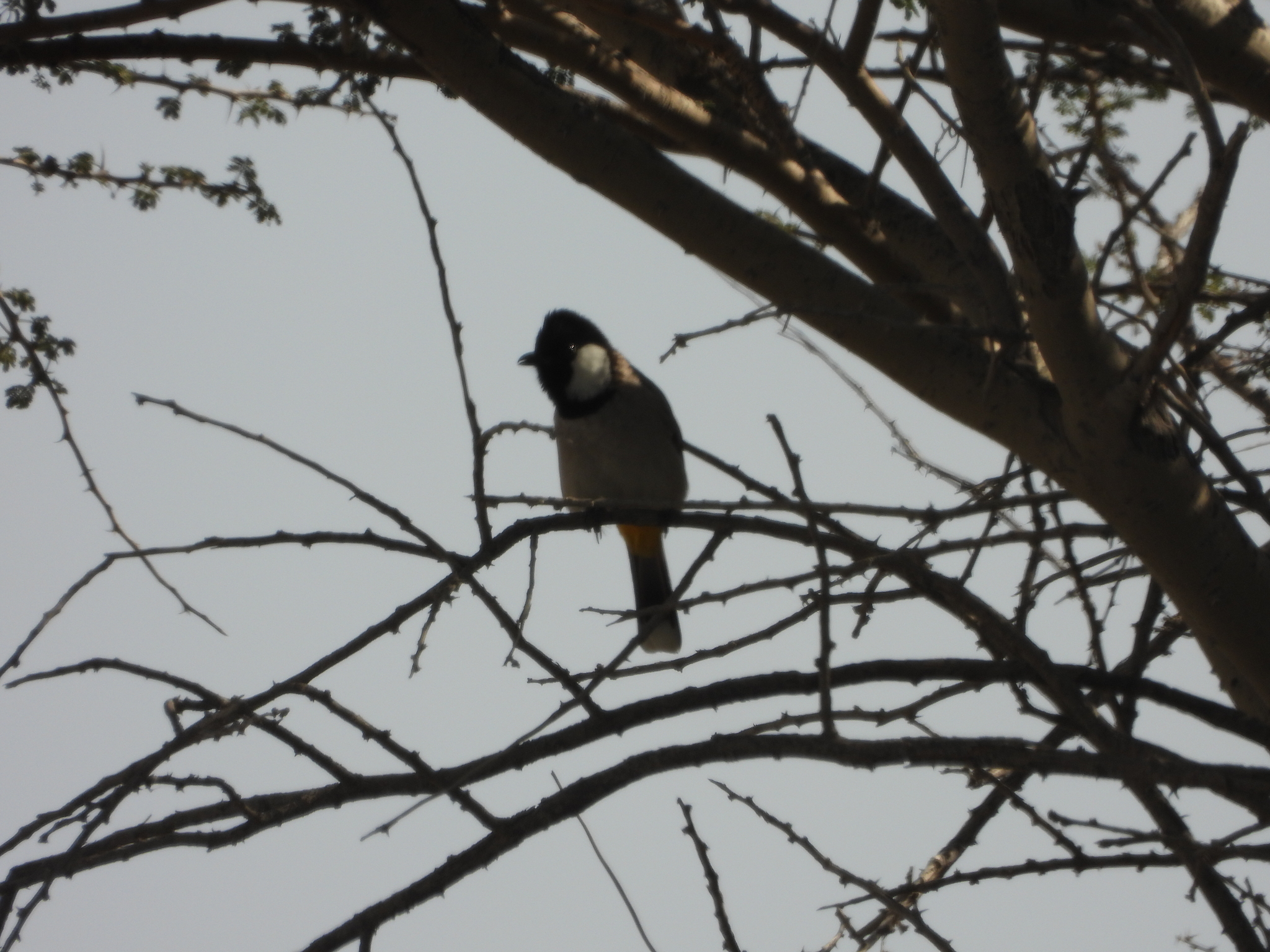 Pycnonotus leucotis