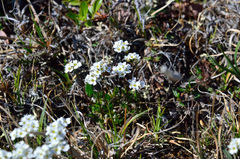 Draba fladnizensis