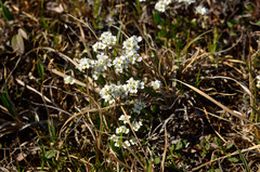Draba fladnizensis