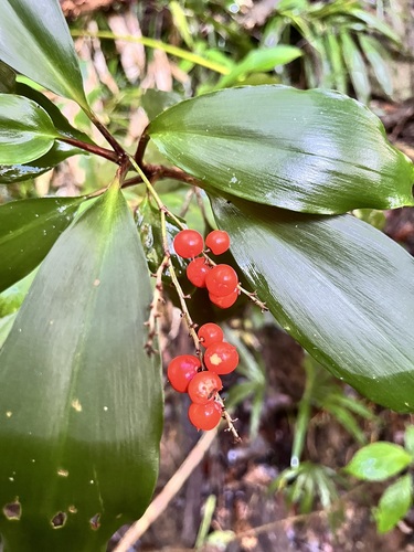 Cordyline murchisoniae, 2026-01-17