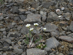 Draba fladnizensis