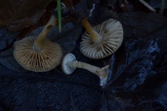 Meottomyces dissimulans