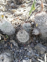 Mammillaria haageana meissneri