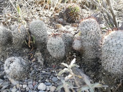 Mammillaria haageana meissneri