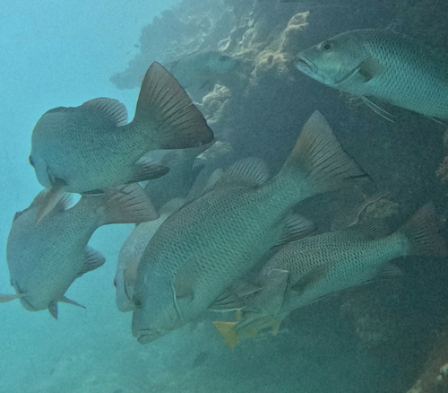 Creek red bream (Lutjanus argentimaculatus) — Lutjanidae — 5