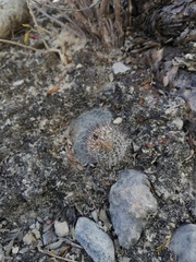 Mammillaria haageana