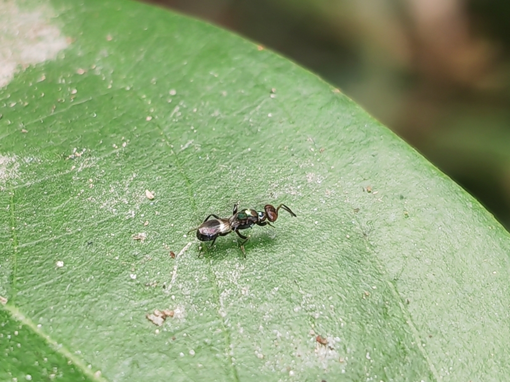 Anachus Insect Anastatus from 广东省深圳市宝安区福永 on January 21, 2026 at 02:44 PM by 鐦鍆錒(锎钔锕 ...