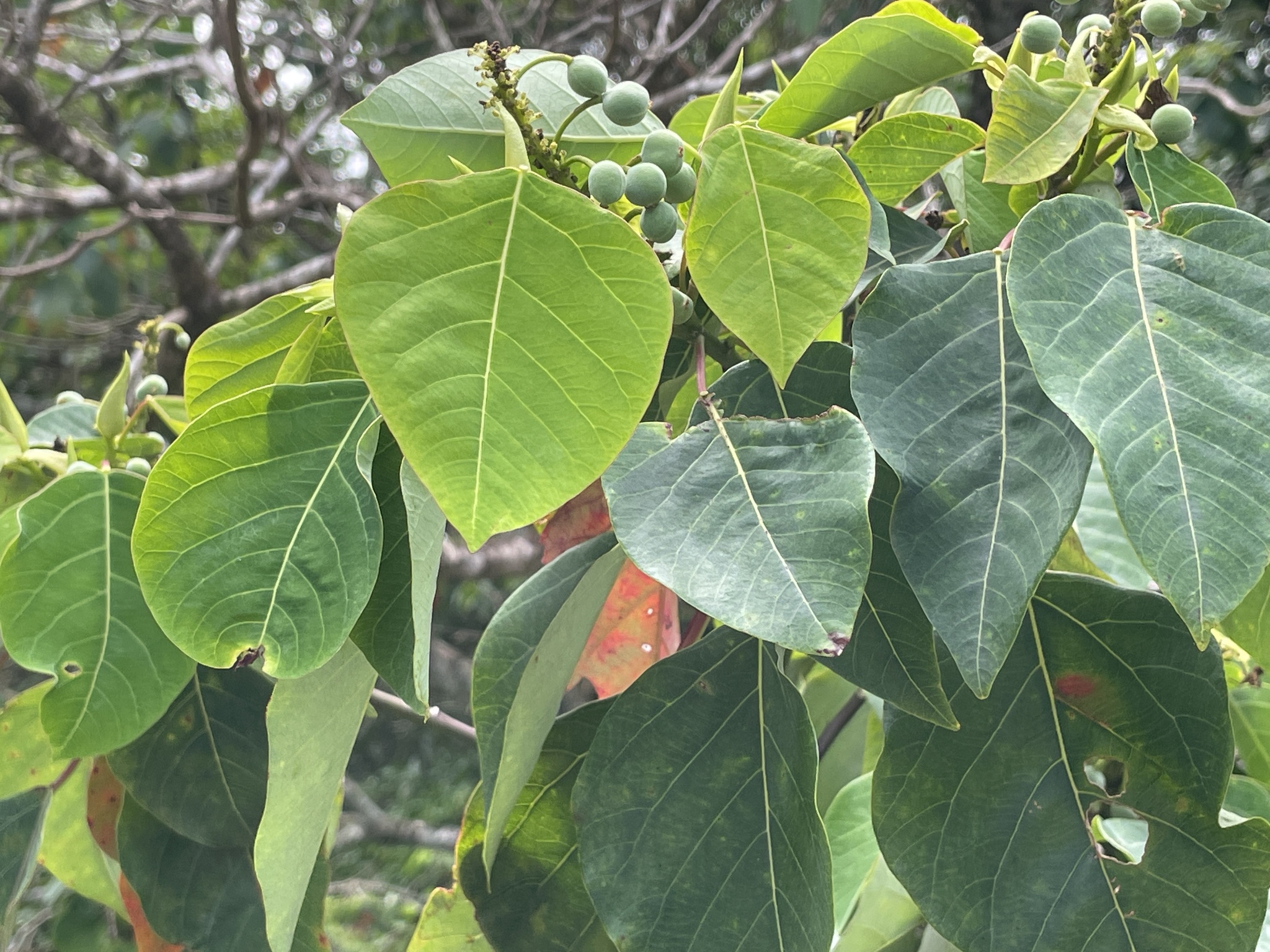 Imagem de Homalanthus novoguineensis