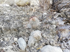 Mammillaria haageana