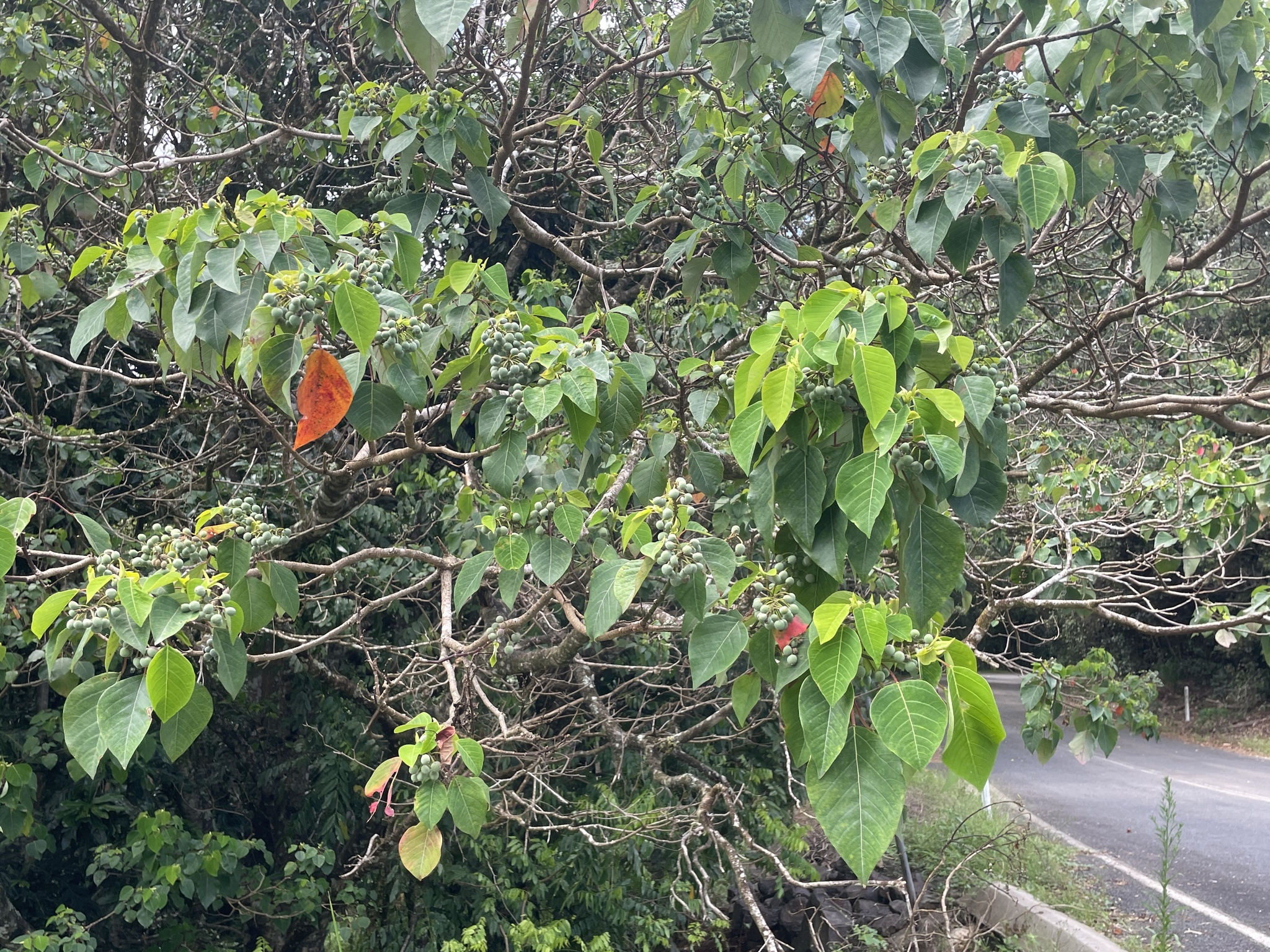 Imagem de Homalanthus novoguineensis