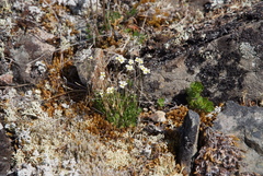 Draba fladnizensis