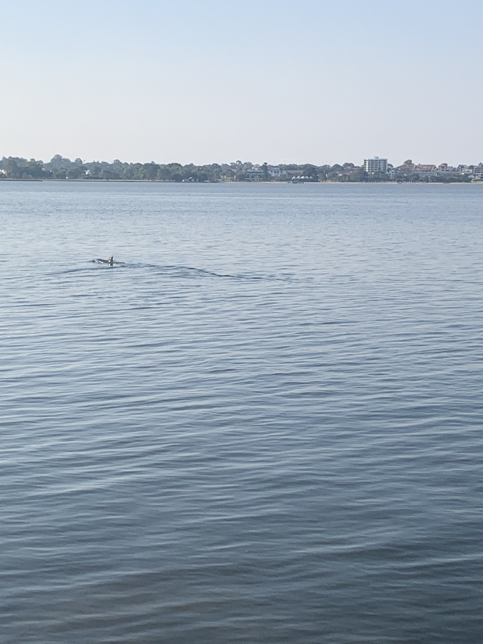 Tursiops aduncus
