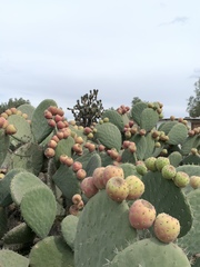 Opuntia joconostle