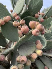 Opuntia joconostle