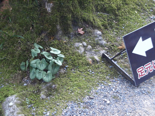 Asarum nipponicum iNat (3)