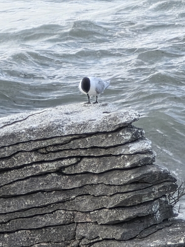 White-fronted Tern (Sterna striata), photo 3