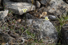 Draba fladnizensis