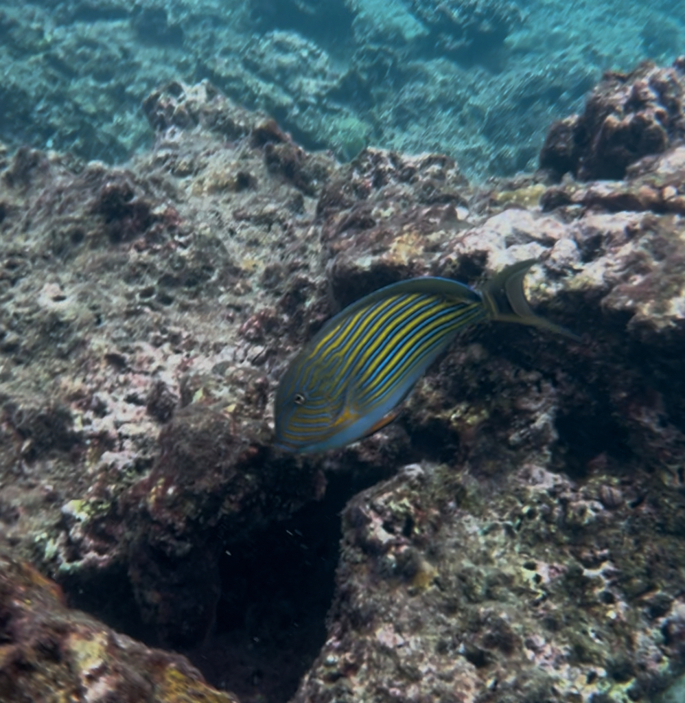Blue banded surgeonfish (Acanthurus lineatus) — Acanthuridae