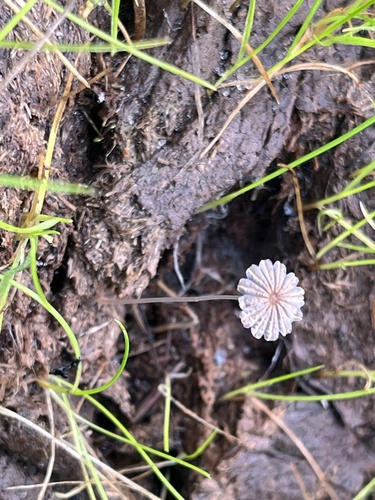 iNaturalist observation photo of Coprinellus sect. Curti