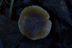 Meottomyces dissimulans