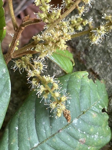 Mischocarpus lachnocarpus observed 2026-01-21