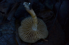 Meottomyces dissimulans