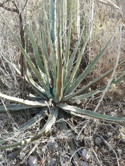 Agave peacockii