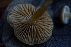 Meottomyces dissimulans