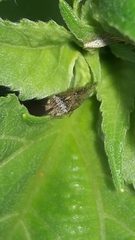 Xerophloea